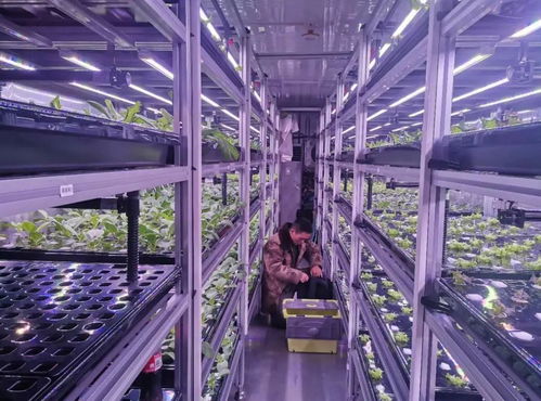 中科三安、京东等国内20家植物工厂大盘点 生物技术驱动农业新变革